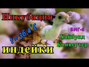 ИНКУБАЦИЯ ИНДЕЙКИ. Особенности. Наблюдения. Вывод