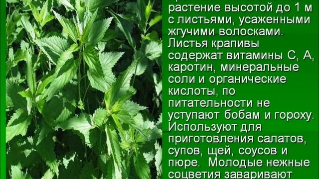 Крапива!!!Лечебные свойства!!!Противопоказания!!Применение!!!! смотреть онлайн
