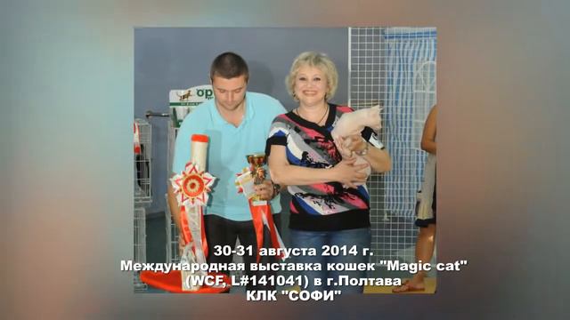 30-31 августа 2014 Международная выставка кошек "Magic cat" в г. Полтава (Украина) смотреть онлайн