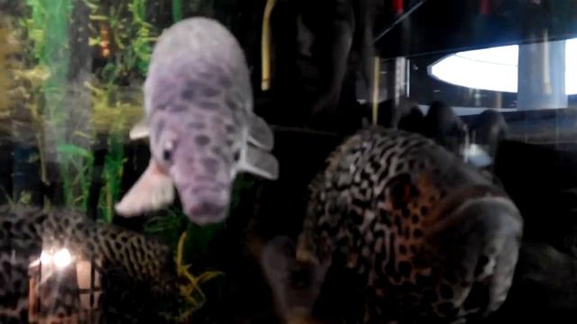 НЕОБЫЧНЫЕ РЫБЫ смотреть онлайн