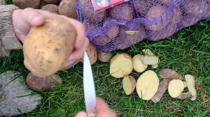 Картофель оптом, сорт Крона, Брянская область