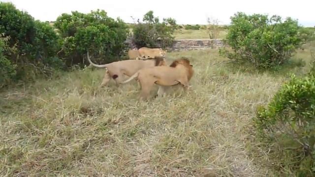 Лев против гиен - Lion vs hyenas смотреть онлайн