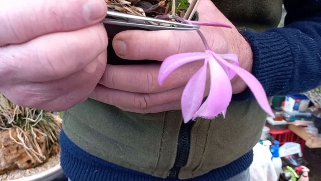 Pleione Orchid Propagation Part 2 more little bulbils from Pleione Versailles 'Buckleberry' смотреть онлайн