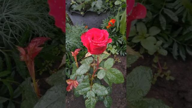Обзор моих георгин🤗🌻осень2021г🌻и других цветочков смотреть онлайн