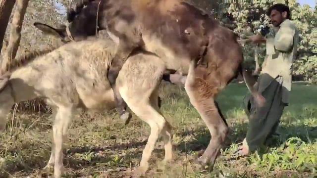 Donkey Mating || DonkeyMating Successfully