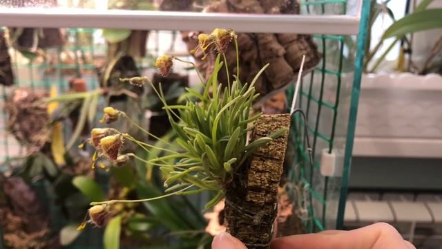 Diodonopsis Erinacea / Masdevallia Erinacea обзор мини-орхидея