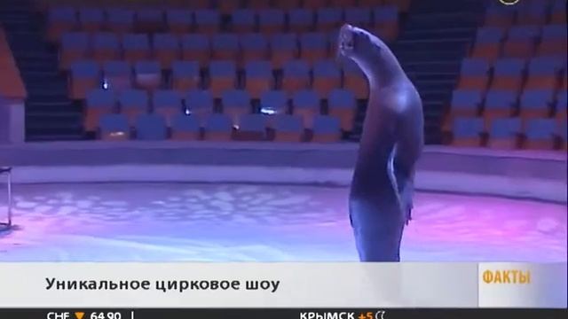 «Остров Борнео» удивил краснодарцев танцами ластоногих смотреть онлайн