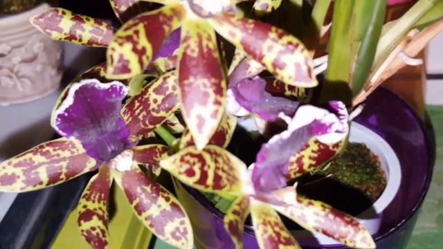 Bulbophyllum sagarik (lobbii x frostii) смотреть онлайн