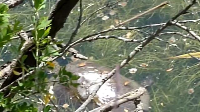 Черепаха в пруду - Turtle in the pond - Tortuga en el estanque - Schildkröte im Teich смотреть онлайн