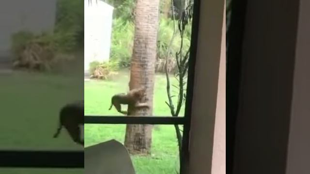 Рысь и белка играют в догонялки смотреть онлайн