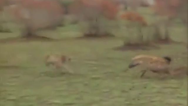 Смотрите как обманул шакала 😂😂😂 смотреть онлайн