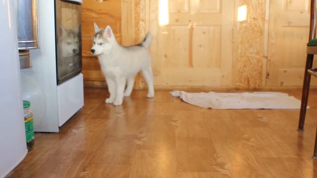 Щенок хаски играет с оператором =) смотреть онлайн