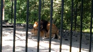 Львы в Новосибирском зоопарке