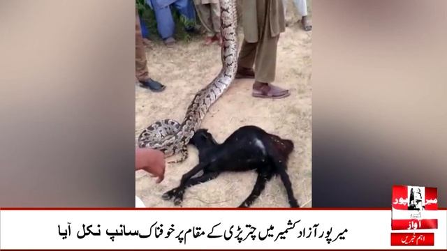 Python attacked a goat, locals killed the python in Mirpur.@Primetvuk смотреть онлайн