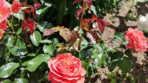 Роза Таттон. Сезон 2021.