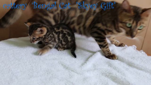 "Skyey Gift .Бенгальские котята из официального питомника с регистрацией в международной системе WC смотреть онлайн