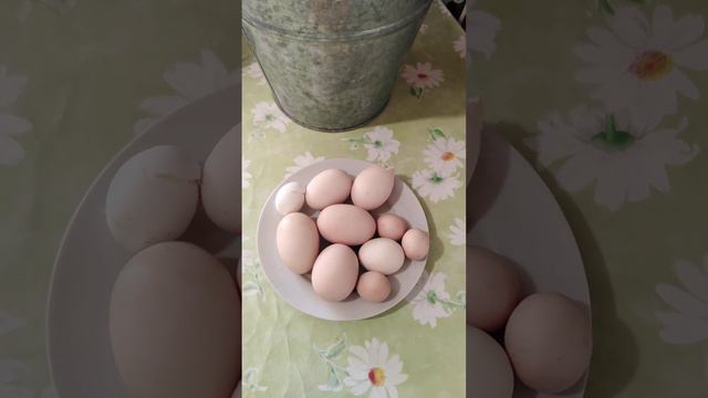 Какие яйца несут мои куры! 😉 смотреть онлайн