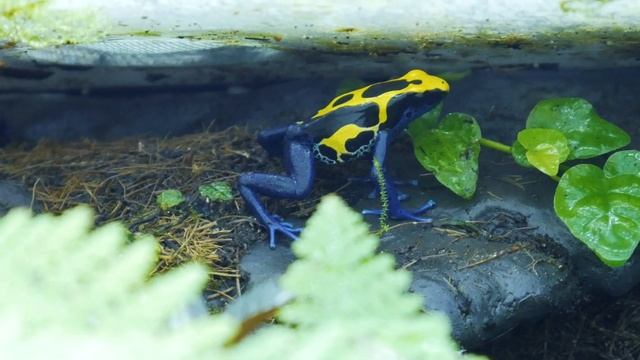 Bioactive paludarium 6 months later / Panasonic GX80 смотреть онлайн