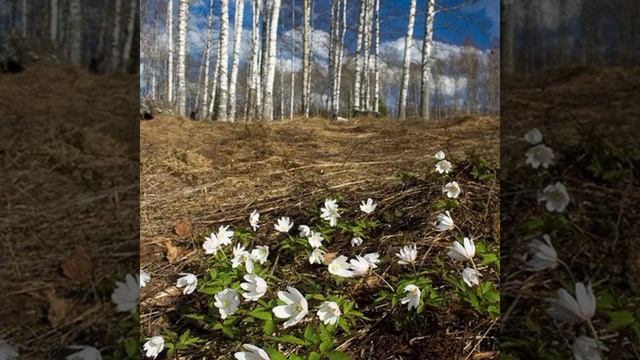 Антонио Вивальди весна март(времена года) смотреть онлайн