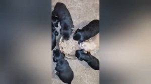 как правильно начать прикорм щенков. Щенки спаниеля. От 1дня до месяца.Конная база Полуботки