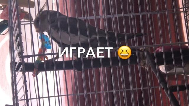 ПОПУГАЙ 1 ДЕНЬ ДОМА/АДАПТАЦИЯ/КОРЕЛЛА КИКИ смотреть онлайн