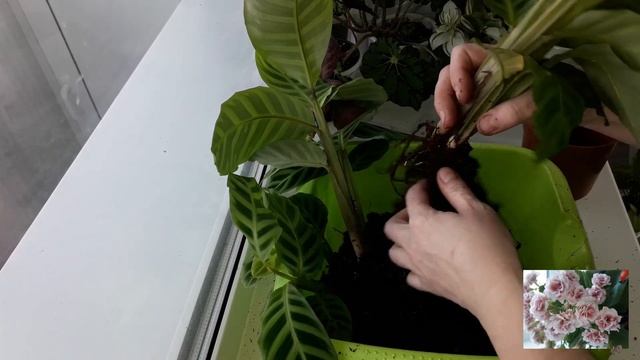 КОМНАТНЫЕ ЦВЕТЫ.НОВИНОЧКА.ПЕРЕСАДКА. смотреть онлайн