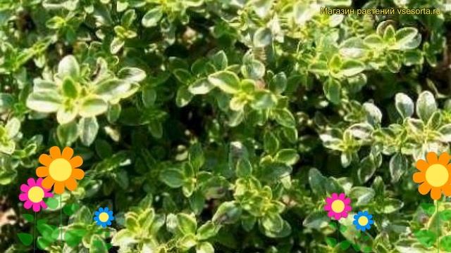 Тимьян (Чабрец) лимоннопахнущий Голден Лемон. Краткий обзор Thymus Citriodorus Golden Lemon
