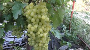 Виноград 2023. Парфюм и Цимус - сверхранние мускаты номер 1, да еще и кишмиши!