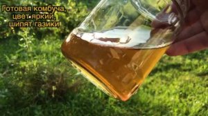 ЧАЙНЫЙ ГРИБ  ИНСТРУКЦИЯ, КАК УХАЖИВАТЬ, СЕКРЕТЫ ПРИГОТОВЛЕНИЯ, КОМБУЧА, КАК ГОТОВИТЬ