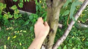 Персик  Canadian Harmony ( Канадиан Хармони ), канадской селекции, морозоустойчивый.