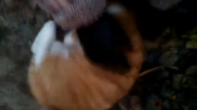 Кот жирок дачный 15 11 14 смотреть онлайн