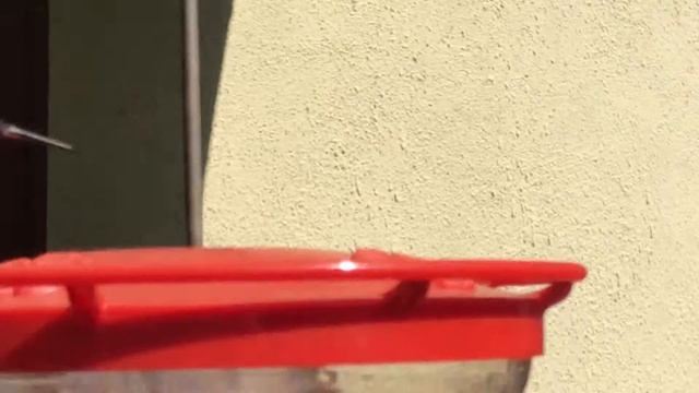 Calypte Anna at my feeder смотреть онлайн