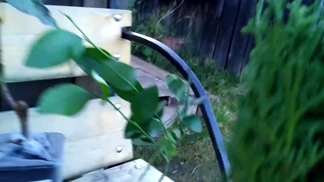Обзор , пришли саженцы от садовой фирмы Виктория. смотреть онлайн