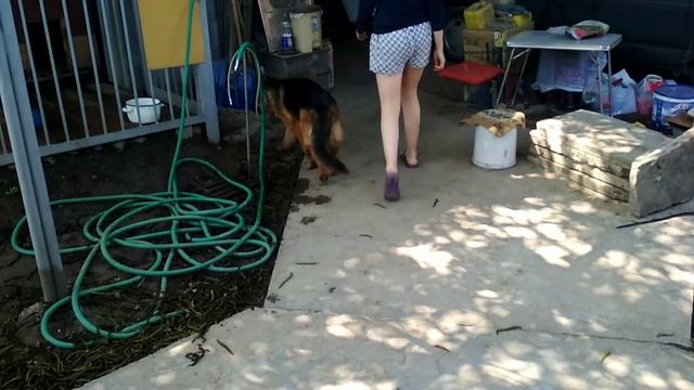 Она понимает меня с полуслова. Немецкая овчарка выполняет команды!!! смотреть онлайн