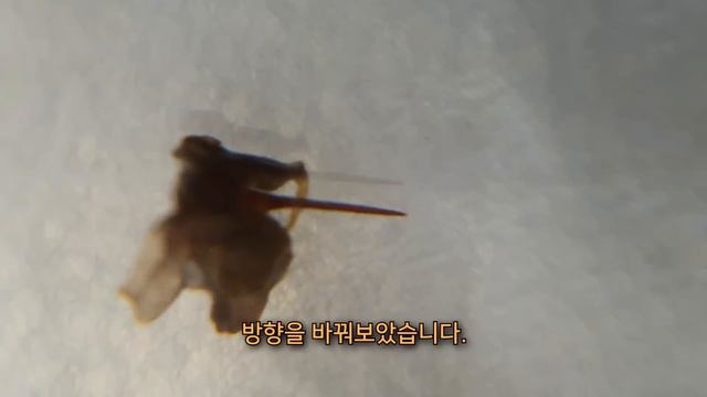 죽은 꿀벌 독침을 뽑았더니, 와.. 이건 놀랍네요.. смотреть онлайн