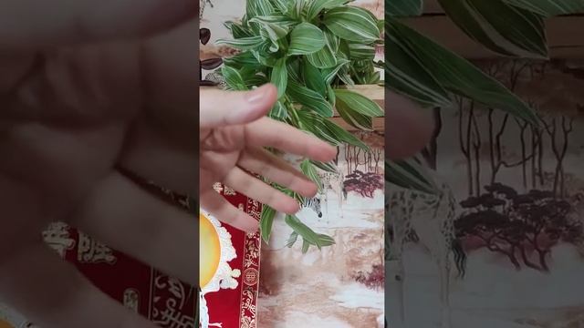 Традесканция Зебрина белоцветковая. смотреть онлайн