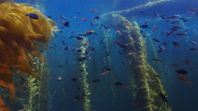 G201_CA_A016_C002_SDR_20191114_SDR_2K_AVC