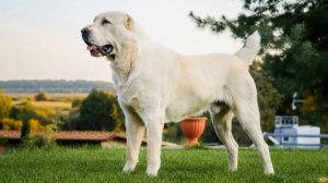 Тибетский мастиф против Алабая. Схватка двух гигантов. Кто одержит победу?