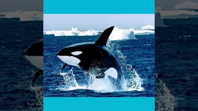 Виды китов. смотреть онлайн