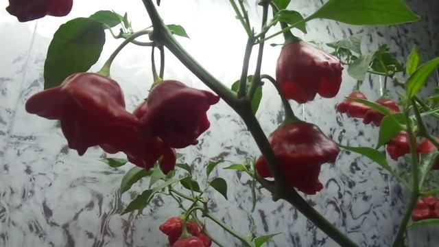 ОСТРЫЙ ПЕРЕЦ КОЛОКОЛЬЧИК. ВИДЕООБЗОР. Ольга Чернова. смотреть онлайн