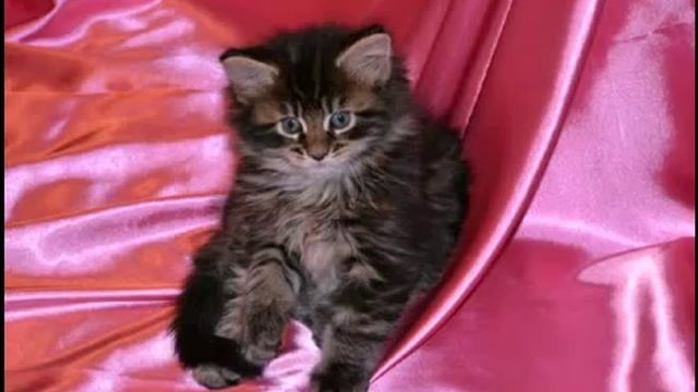 Мои мэйн куны часть 2.mp4