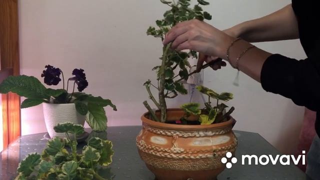 Обрезка ПЕЛАРГОНИИ под пень. Готовим к ВЕСНЕ куст. Пестролистная герань. смотреть онлайн