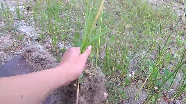 Отдых на Днестре. Добываю растения в аквариум с реки. часть 1 смотреть онлайн