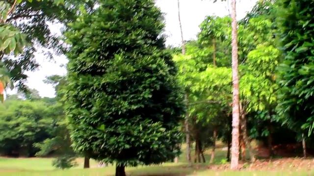 ♦БОТАНИЧЕСКИЙ САД♦СИНГАПУР♦ANNA BOSTON♦BOTANICAL GARDEN♦ смотреть онлайн