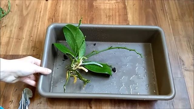 Уценки ампельных рыжиков (Phal. Table Masterpiece) и моя большая неудача при пересадке ((( смотреть онлайн