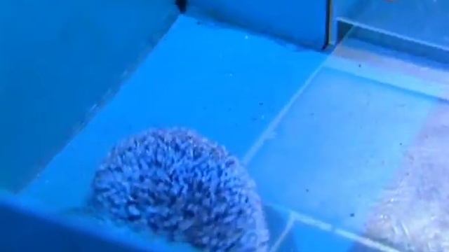 Наука 2 0 Симметрия и Асимметрия смотреть онлайн