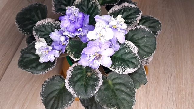 Расцвела загадочная ЛЕ-Нимфея смотреть онлайн