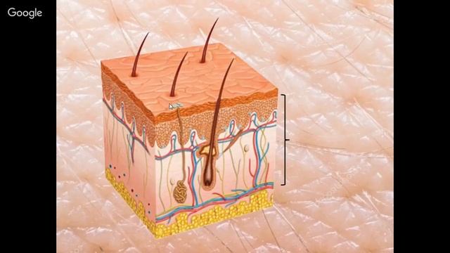 Вебинар "Строение и функции кожи. Кожный цикл." смотреть онлайн