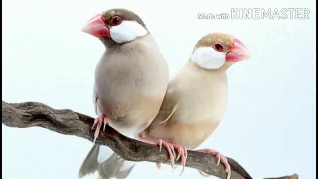 17 types of Java sparrow | Species of Java sparrow смотреть онлайн