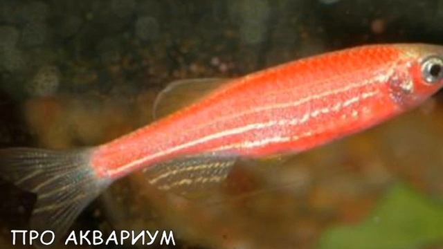 Данио рерио флуоресцентная смотреть онлайн